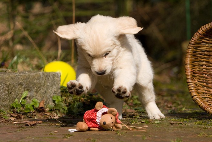 ぬいぐるみに飛び掛かる犬