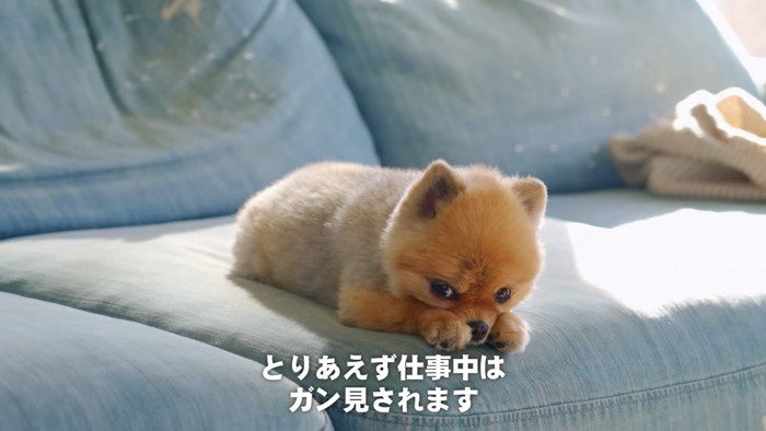 仕事中の飼い主さんを見つめるもんじゃちゃん