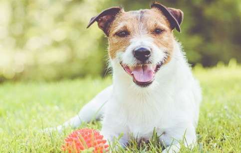 楽しそうにボールを持つ犬