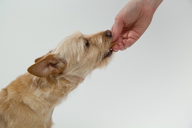 手から食べ物をもらっている犬