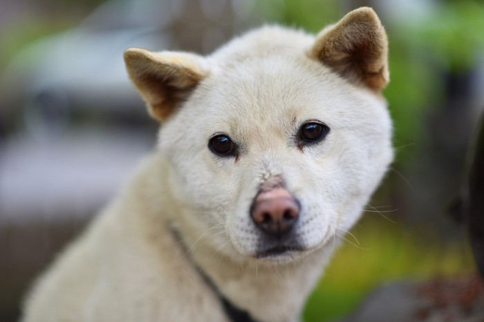 物悲しい表情で正面を見つめる珍島犬のアップ