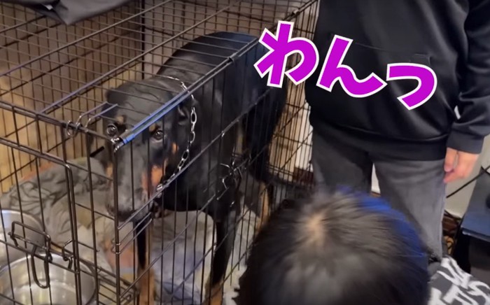 吠える犬