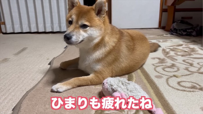 眠そうな犬