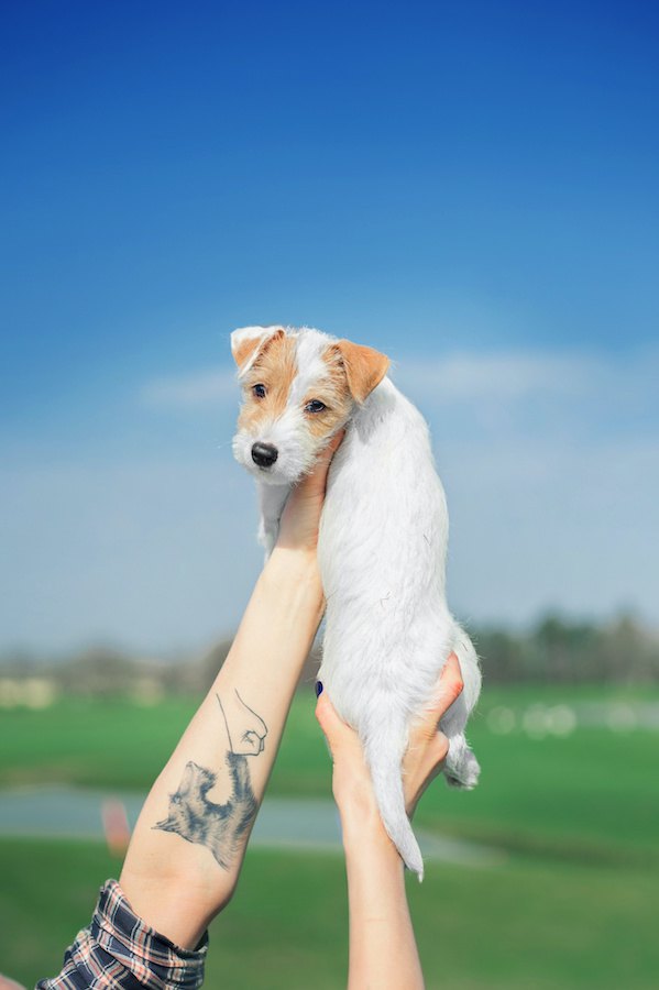 犬のタトゥーが入った人の腕と子犬