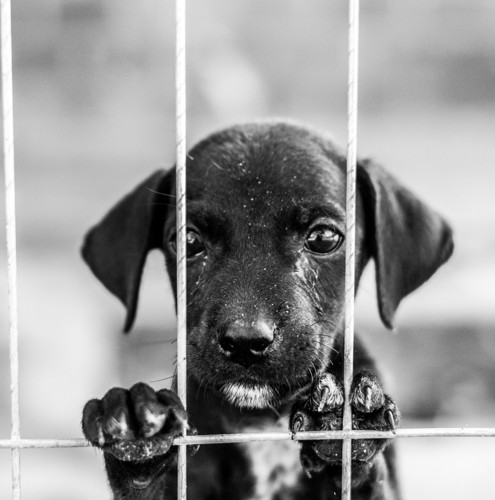 檻に入れられた犬