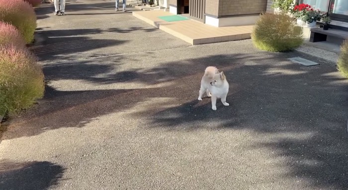 誰か来ました