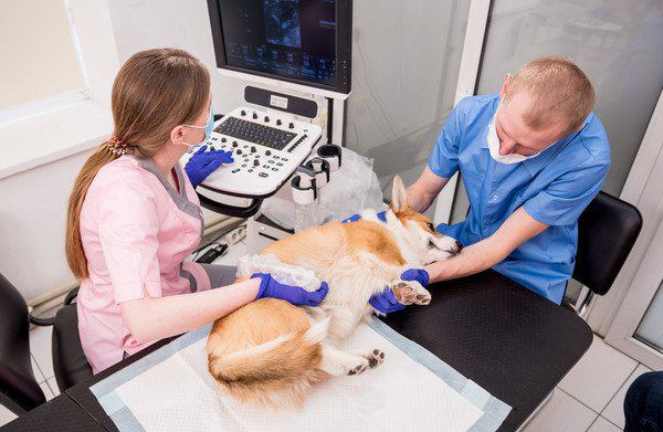 犬が生エビを食べたときの対処法