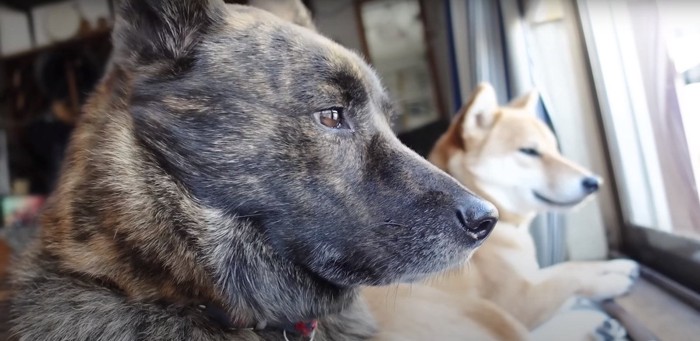 並んで窓の外を眺める甲斐犬と柴犬