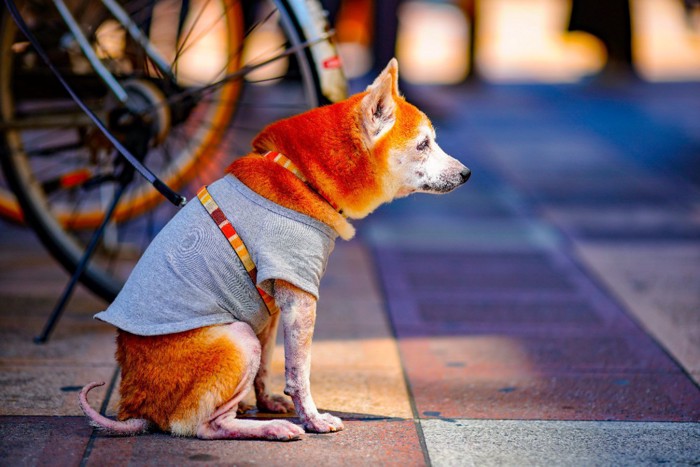 お散歩中にシニア犬