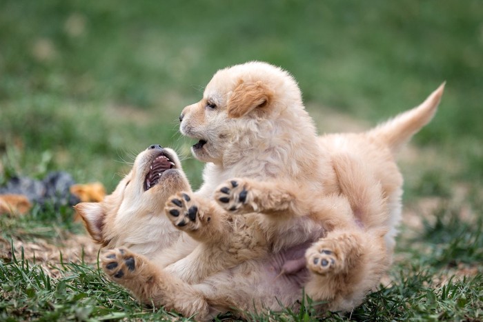 組んず解れつで遊ぶ子犬たち