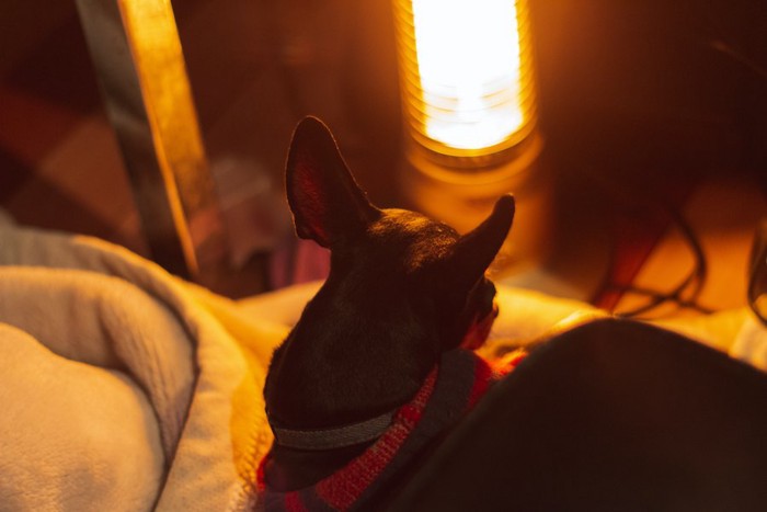 電気ストーブの前でくつろぐ犬の後ろ姿