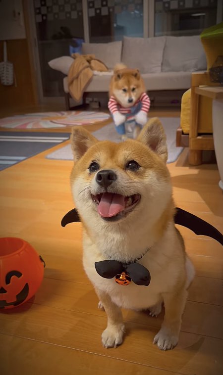 ハロウィンのコスプレをしている2匹の犬