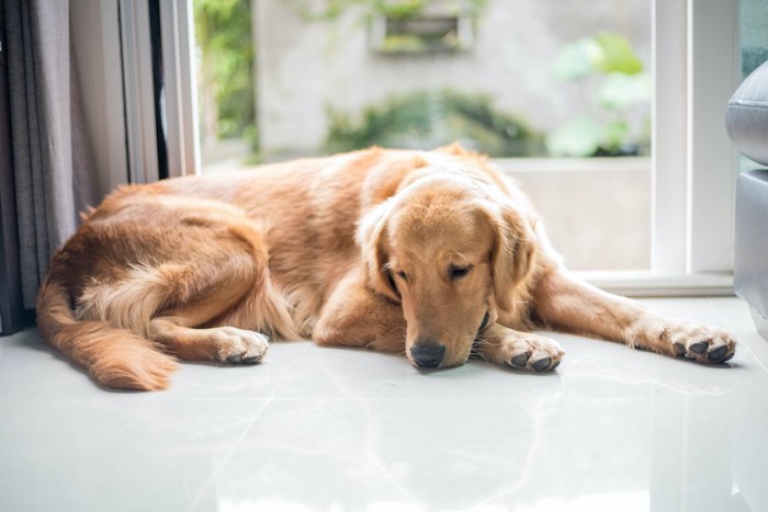 寂しそうに窓辺で日なたぼっこをしている犬