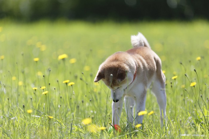 野原で真下を向く柴犬