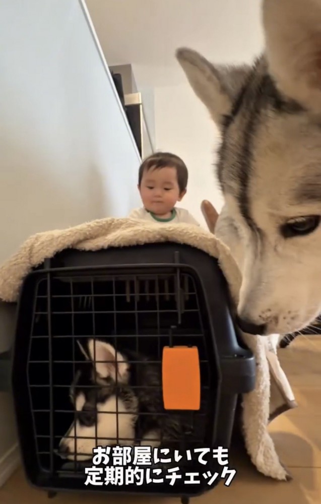 クレートを確認する犬