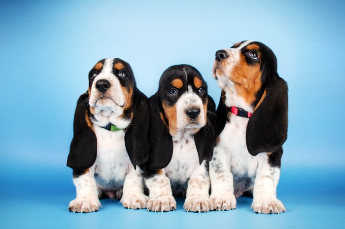3頭並んで座るバセットハウンドの子犬たち