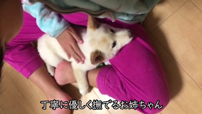 撫でられる犬