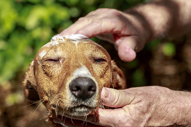 気持ちよさそうな犬