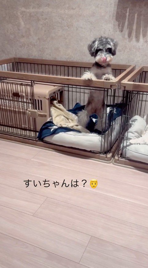 ケージの縁に手をかけながら口を舐める犬