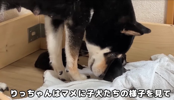 育児に奮闘するママ犬