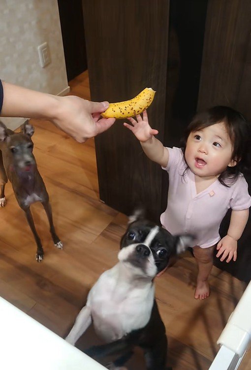 バナナを欲しがる赤ちゃんとワンコたち2