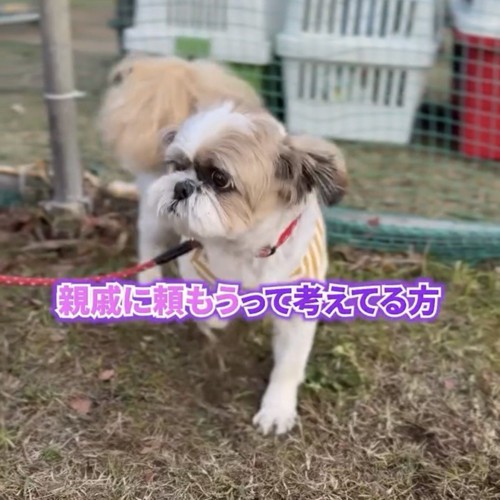 リードを引かれながら立つ犬