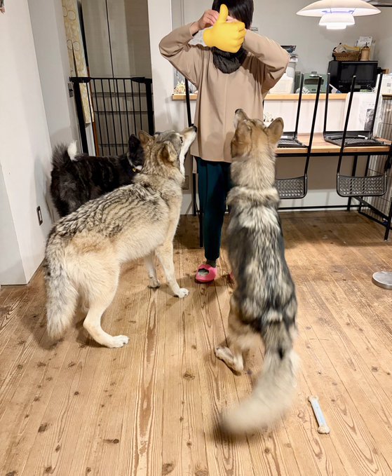 ウルフドッグ姉妹