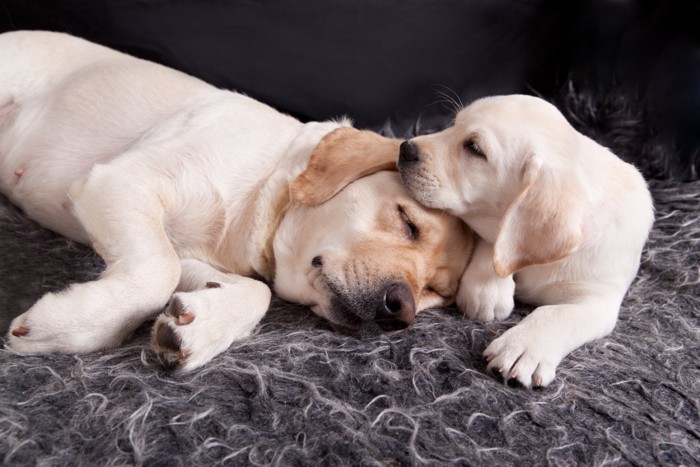 眠る母犬と子犬