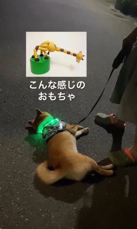 カンくんのお散歩拒否7