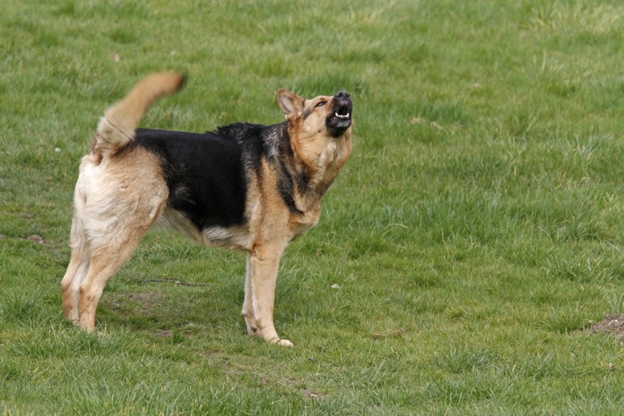 芝生、吠える茶黒の犬