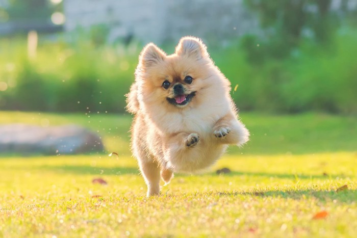 追いかけてくる小型犬