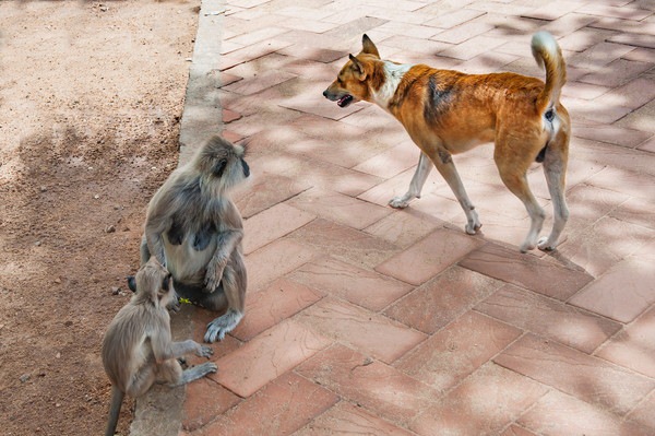 猿と犬