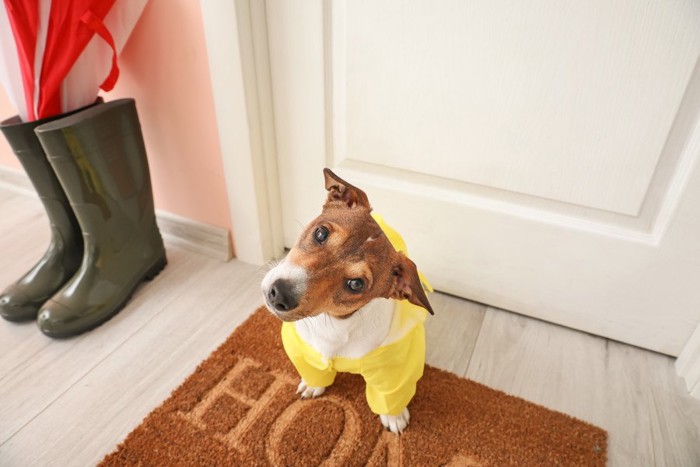 玄関で雨の日の散歩を待つ犬