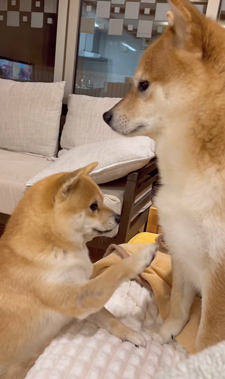 ソファに座っている犬に向かって右前足を伸ばす犬