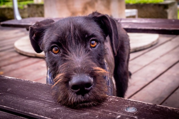 見つめる黒い犬