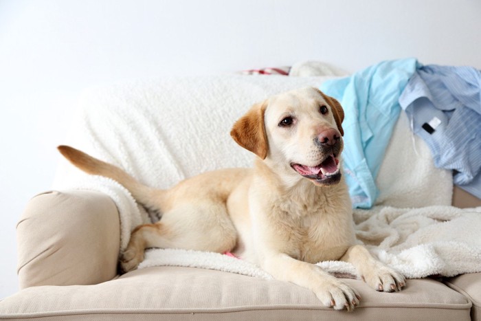 脱ぎ散らかした服の上に乗る犬