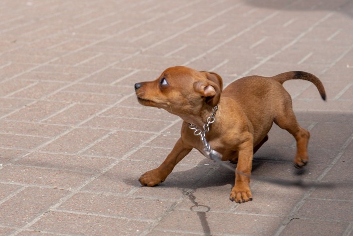 驚いて身構える茶の小さな犬