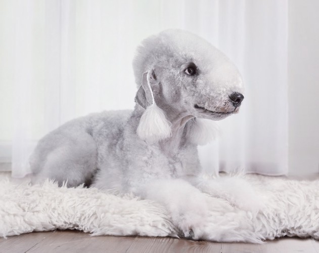 敷物の上で伏せてくつろぐベドリントン・テリア