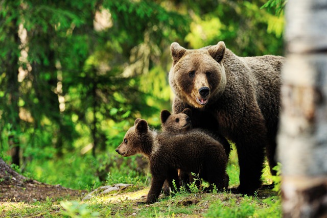 クマの家族