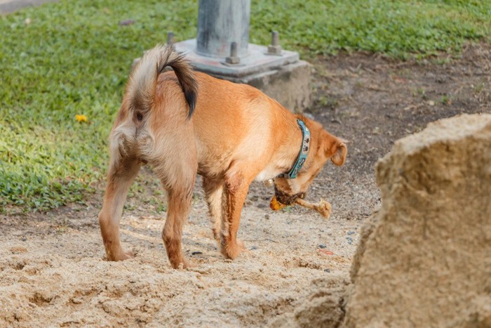 骨を咥えて下を向く犬の後ろ姿