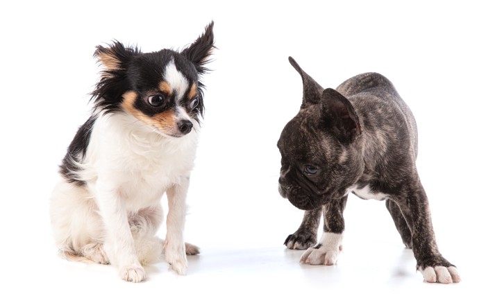 すぐそばで向かい合うチワワとフレブルの子犬