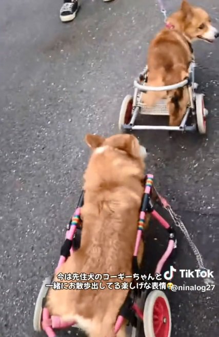 散歩する2匹