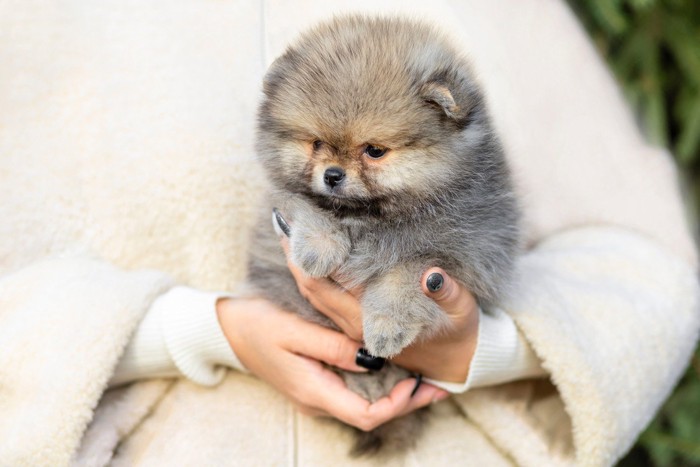 抱っこされたポメラニアンの子犬