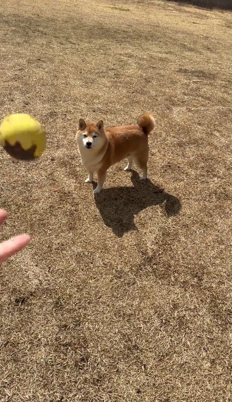 犬に向かってボールを投げる飼い主