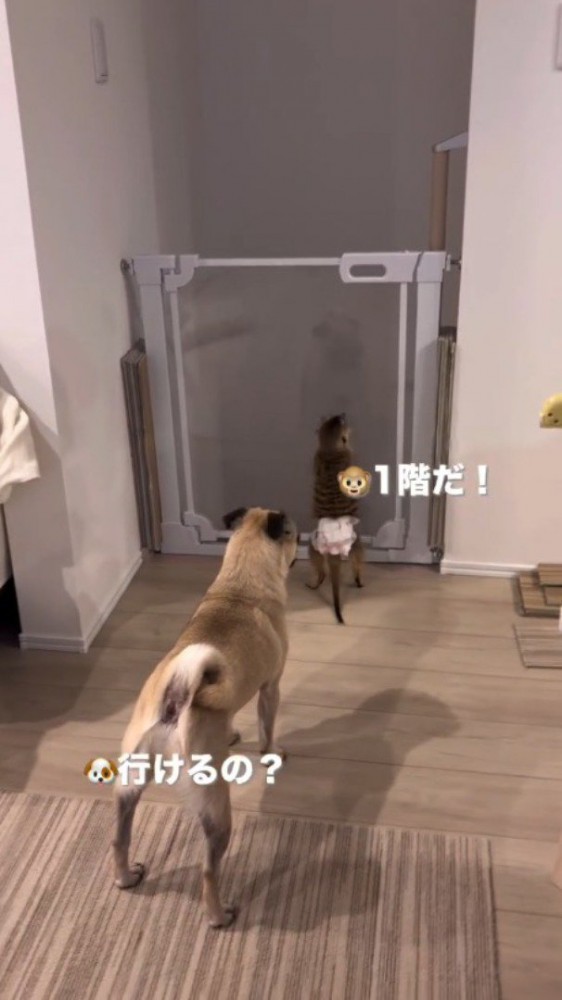 1階に続く柵の前に立つ犬とミーアキャット