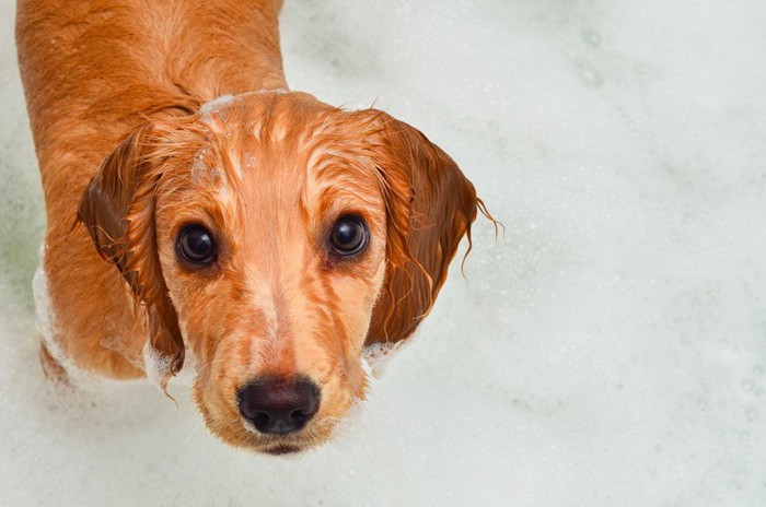 シャンプー中の子犬