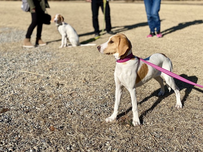 散歩中の犬