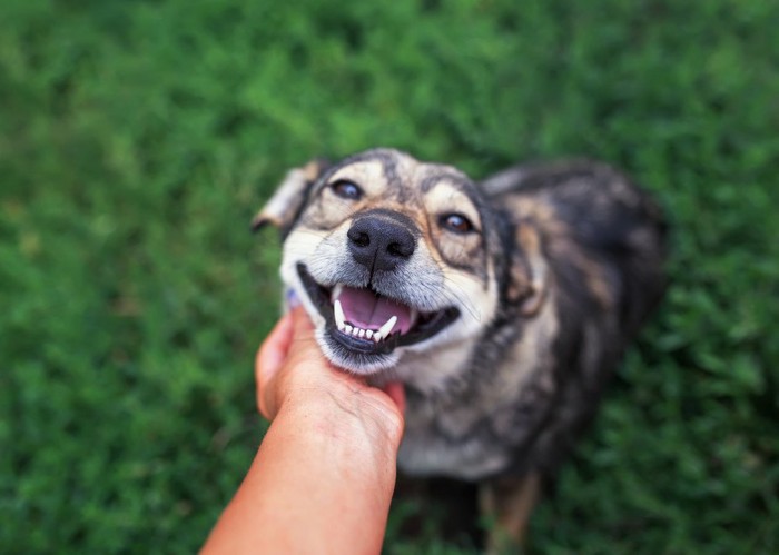 撫でられて笑顔の犬