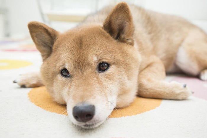 柴犬アップ