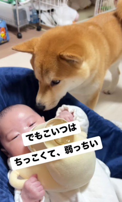 優しさを見せ始めたあめまるちゃん